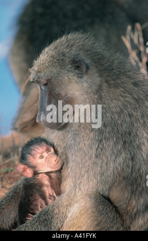 Nahaufnahme eines weiblichen Olive Paviane kuscheln sehr junges Baby in Samburu National Reserve Kenia in Ostafrika Stockfoto