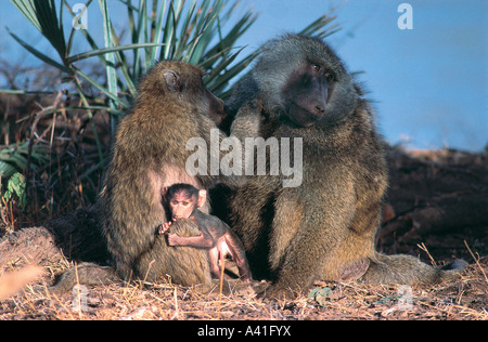 Weibliche Olive Baboon Bräutigam Männchen während ihr winziges Baby klammert sich an ihre Samburu National Reserve Kenia in Ostafrika Stockfoto