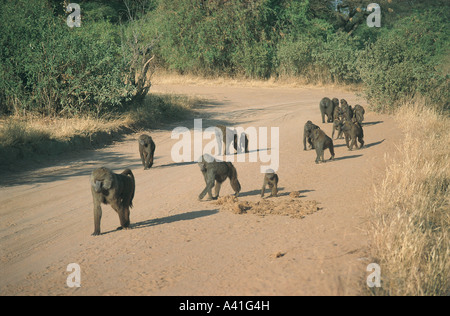 Truppe von Olive Paviane zu Fuß auf Feldweg Straße in Samburu National Reserve Kenia in Ostafrika Stockfoto