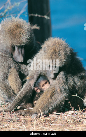 Weibliche Olive Baboon kuscheln ihr Bucht, während ein reifer Mann mit Interesse Samburu National Reserve Kenia in Ostafrika blickt auf Stockfoto