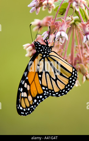 Monarchfalter (Danaus Plexippus) Erwachsene Nectaring am Wolfsmilch Blumen Ontario Stockfoto