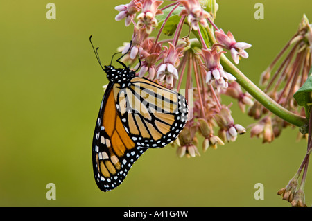 Monarchfalter (Danaus Plexippus) Erwachsene Nectaring am Wolfsmilch Blumen Ontario Stockfoto