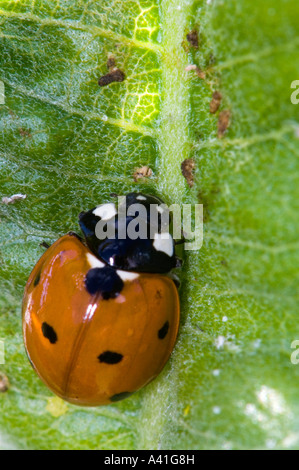 Sieben entdeckt Lady Beetle (Coccinella Septempunctata) ernähren sich von Blattläusen an Wolfsmilch Pflanze Ontario Stockfoto