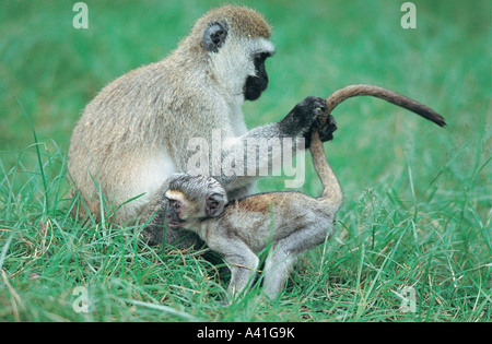 Schwarz konfrontiert Vervet Affen Pflege Schweif Babys im Lerai Forest Ngorongoro Krater Tansania Stockfoto