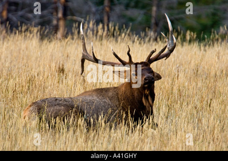 Wapiti (Cervus elaphus) Rothirsch Stier ruht in der Wiese im Herbst rut Jasper National Park, Alberta, Kanada Stockfoto