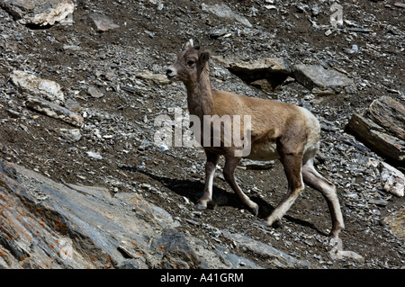 Bighorn Schafe (Ovis canadensis) junge Tier stehen auf felsigen Abhang Jasper National Park, Alberta, Kanada Stockfoto