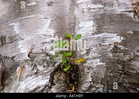 Birke (Betula Papyrifera) Neues Wachstum auf Baumstamm, Greater Sudbury, Ontario, Kanada Stockfoto