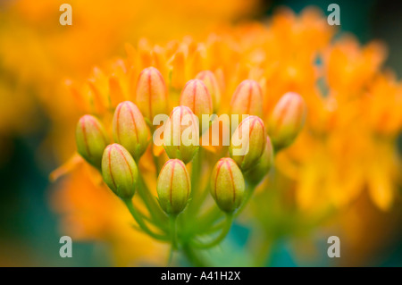 Schmetterling Seidenpflanze (Asclepias tuberosa) Blumen und Blüten sowie deren Knospen, Greater Sudbury, Ontario, Kanada Stockfoto