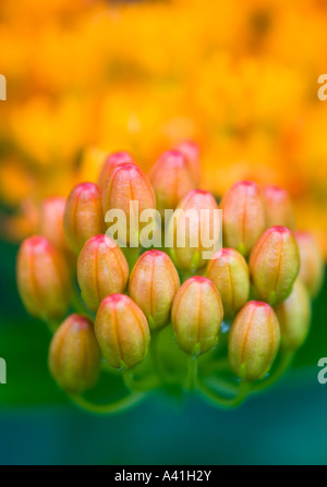 Schmetterling Seidenpflanze (Asclepias tuberosa) Blumen und Blüten sowie deren Knospen, Greater Sudbury, Ontario, Kanada Stockfoto