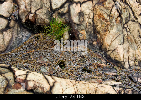 Red Pine (Pinus resinosa) Sämling in Felsvorsprung mit wooly Schaum Flechten, grössere Sudbury, Ontario, Kanada Stockfoto