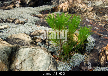 Red Pine (Pinus resinosa) Sämling in Felsvorsprung mit wooly Schaum Flechten, grössere Sudbury, Ontario, Kanada Stockfoto