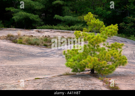 Kanadische Schild rock Werk Gemeinschaft White Pine (Pinus strobus) Sämling und Granit Aufschlüsse Killarney Provincial Park, Ontario, Kanada Stockfoto