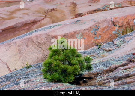 White Pine (Pinus strobus) Sapling in Lakeshore rock Aufschlüsse Killarney, Ontario, Kanada Stockfoto