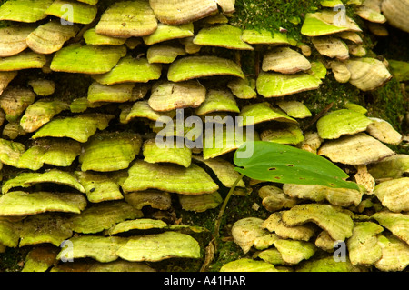 Regal Pilz auf toten Baum Killarney Provincial Park, Ontario, Kanada Stockfoto