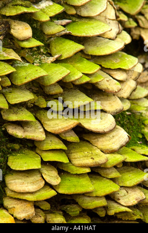 Regal Pilz auf toten Baum Killarney Provincial Park, Ontario, Kanada Stockfoto