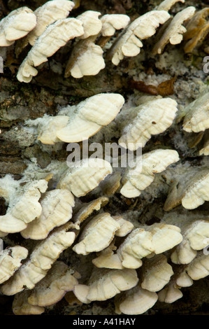 Regal Pilz auf toten Baum Killarney Provincial Park, Ontario, Kanada Stockfoto