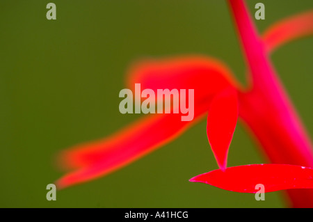 Kardinal Blume (Lobelia cardinalis) Blütenblatt details, Greater Sudbury, Ontario, Kanada Stockfoto