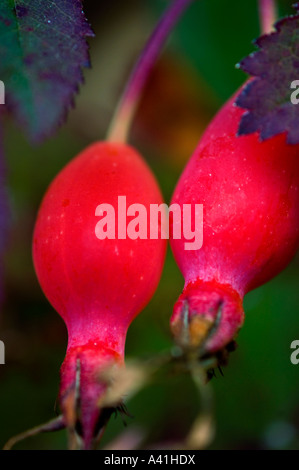 Wild Rose Hips (Rosa acicularis) Jasper National Park, Alberta, Kanada Stockfoto