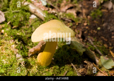 Lärche Bolete Pilze Stockfoto