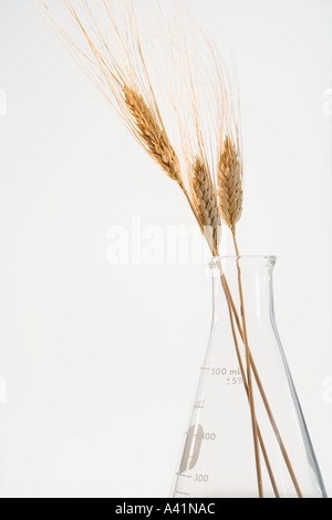 Stillleben mit Weizen im Becher Stockfoto