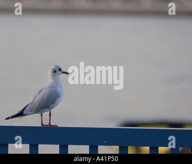 Möwe im Creek von Dubai Stockfoto