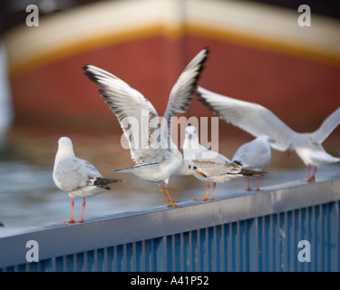 Möwe im Creek von Dubai Stockfoto