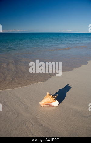 Muschel am Strand Stockfoto