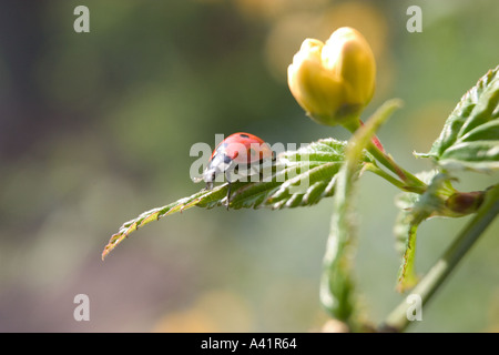 Marienkäfer Coccinellia Septempunctata Green Leaf Stockfoto