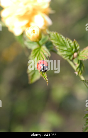 Marienkäfer Coccinellia Septempunctata Green Leaf Stockfoto