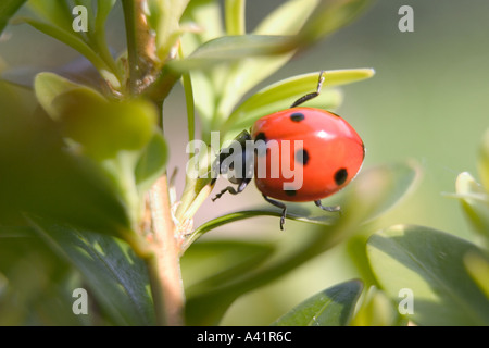 Marienkäfer Coccinellia Septempunctata Green Leaf Stockfoto