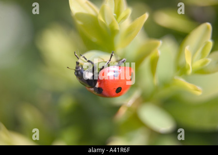 Marienkäfer Coccinellia Septempunctata Green Leaf Stockfoto