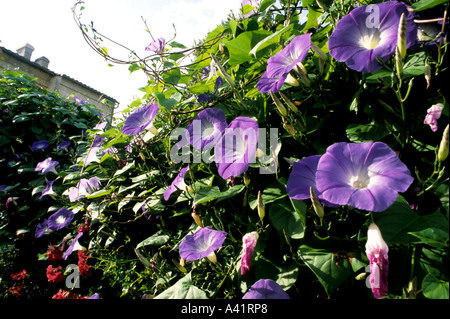 Rosa Blume Blumen Garten Frankreich französische Art de Vivre Stockfoto