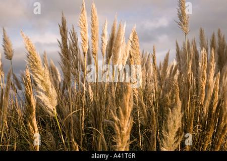 Pampasgras gegen Gewitterwolken Stockfoto