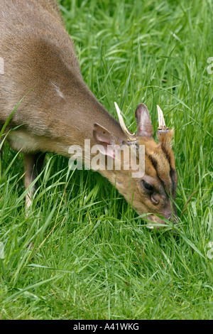 MUNTJAC ROTWILD MUNTIACUS REEVESI BUCK ESSEN GRASS SV CU Stockfoto