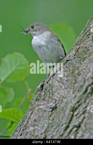 PIED FLYCATCHER FICEDULA HYPOLEUCA WEIBLICHE ON BAUMSTAMM MIT FLIEGEN SV CU Stockfoto