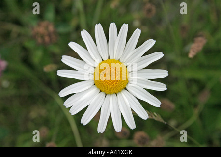 NAHAUFNAHME DER BLÜTE GERUCHLOS MAYWEED TRIPLEUROSPERMUM INODORUM Stockfoto