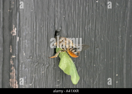 LEAF CUTTER BEE MEGACHILE CENTUNCULARIS EINGABE NEST LOCH MIT BLATT ABSCHNITT SV Stockfoto