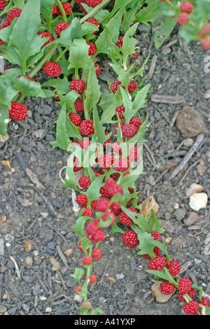 ERDBEER SPINAT WACHSENDE PFLANZE NAHAUFNAHME VON OBST Stockfoto