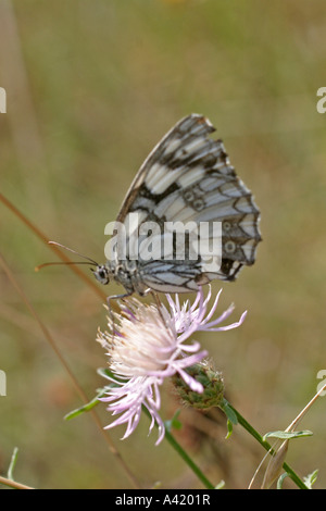 MARMORIERTE WEIßER SCHMETTERLING MELANARGIA GALATHEA BEIM REST SV Stockfoto