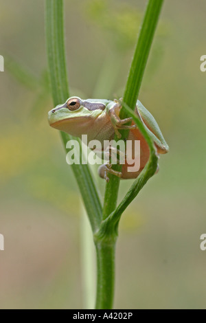 GEMEINSAMEN LAUBFROSCH HYLA ARBOREA KLETTERT PFLANZE STIEL SV Stockfoto