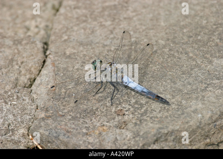 SCHWARZ-ANGEBUNDENE ABSTREICHEISEN ORTHETRUM CANCELLATUM MÄNNLICH IN RUHE Stockfoto