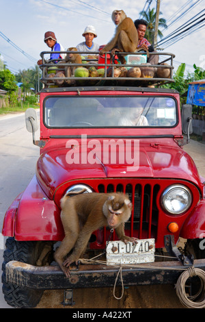 Kokos-LKW auf Koh Samui, Thailand Stockfoto