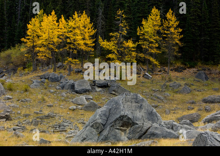 Findlinge, Aspen und Rasen in der Nähe von Medicine Lake im Herbst, Jasper Nationalpark, Alberta, Kanada Stockfoto