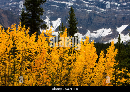 Herbst Espen und glazialen Cirque, Banff Nationalpark, Alberta, Kanada Stockfoto