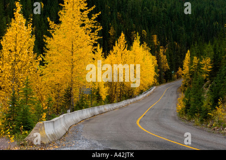 Kicking Horse River mit Herbst Espen im Yoho Valley Road, Yoho Nationalpark, Britisch-Kolumbien, Kanada Stockfoto