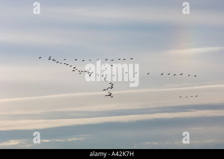 Flug von Zugvögeln Gänse im Morgengrauen in der Nähe von wandernden Vogelschutzgebiet Morse Saskatchewan Stockfoto