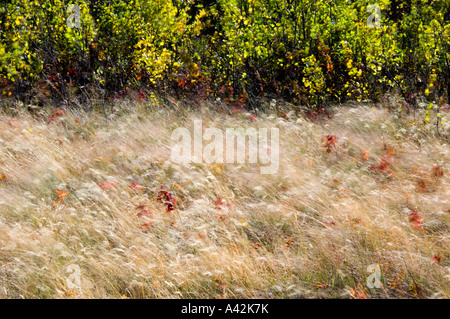 Windgepeitschten Rotschwingel Gräser auf eiszeitliche Moräne Waterton Lake Nationalpark Alberta Stockfoto