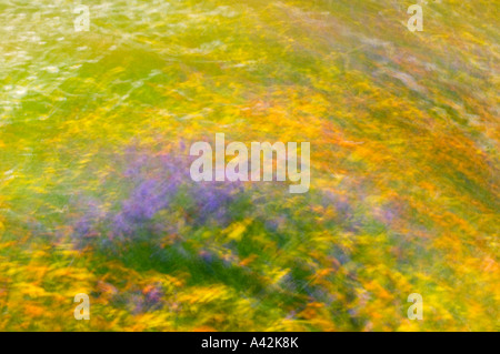 Wildblumenwiese (Mehrfachbelichtung), größere Sudbury, Ontario Stockfoto