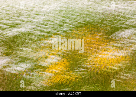 Sommer-Wildblumen, Queen Anne es Lace und Black eyed Susans (Mehrfachbelichtung), größere Sudbury, Ontario Stockfoto