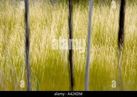 Bäume im Feuchtgebiet (Kamerabewegung) verwischt Killarney, Ontario Stockfoto